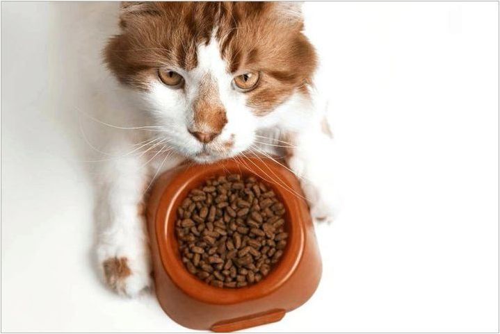 Какво и как да нахраняте котето на Мейн Куна?