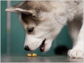 Какво и как да се хранят кученца Husky?