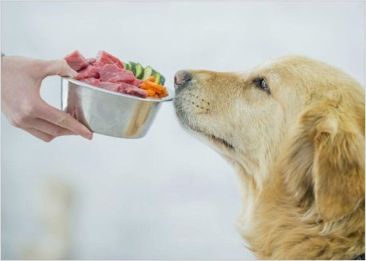 Какво и как да се хранят кучета?