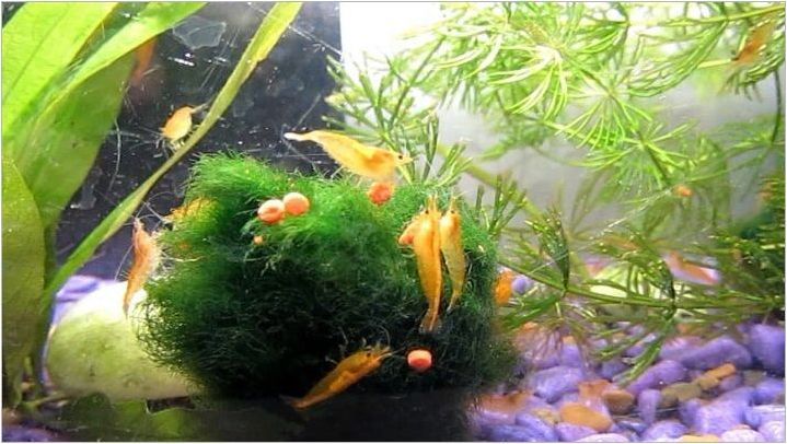 Какво и как да се хранят скариди в аквариума?