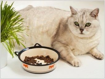 Какво прави храна за котки и кой грим е по-добър?