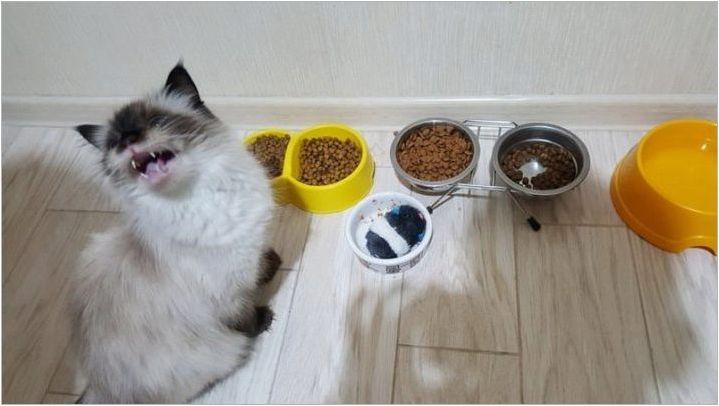 Какво прави храна за котки и кой грим е по-добър?