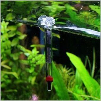 Какво трябва да бъде температурата на водата за гупла в аквариума и как да я подкрепят?