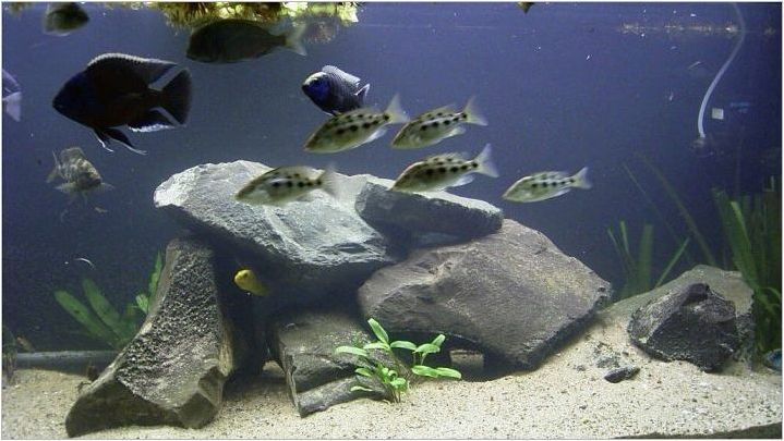 Камъни за аквариум: видове, избор и приложение