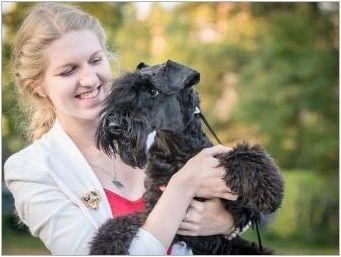 Kerry Blue Terrier: Описание на породата, прически и съдържание