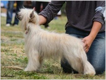 Китайски грабеж Пух куче: всичко за породата