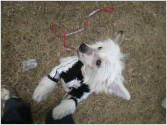 Китайски грабеж Пух куче: всичко за породата