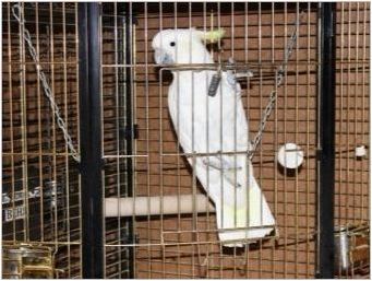 Клетки за папагала: изисквания, видове, правила за избор