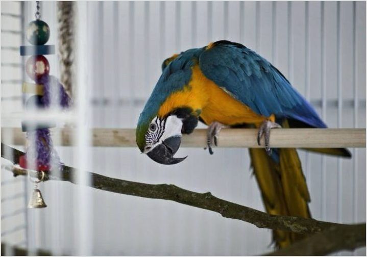 Клетки за папагала: изисквания, видове, правила за избор