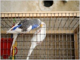 Клетки за вълнообразни папагали: избор, подреждане, монтаж и грижа