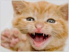 Когато зъбите се променят в котенца и как се случва?