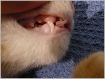 Когато зъбите се променят в котенца и как се случва?