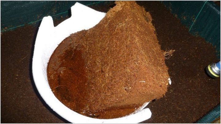 Кокосов субстрат за охлюви: видове и характеристики на използването на почвата