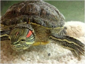 Колко червени костенурки живеят?