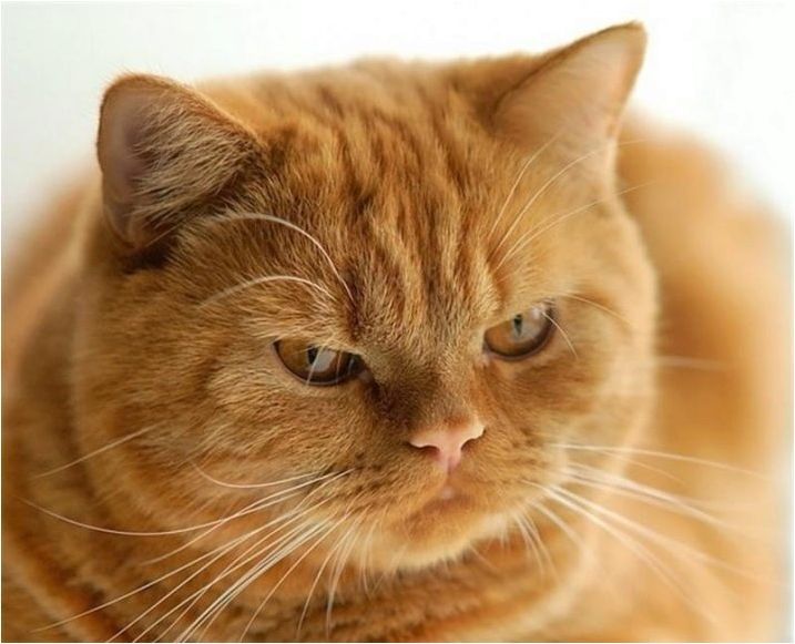 Колко години живеят британски котки и котки?