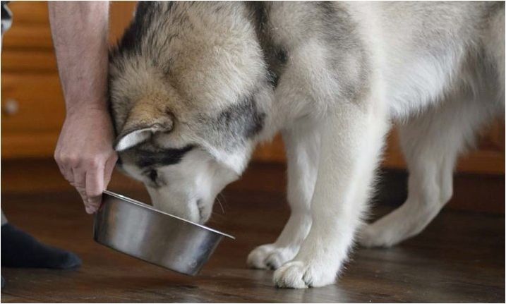 Колко храна на ден трябва да дадете кучета?