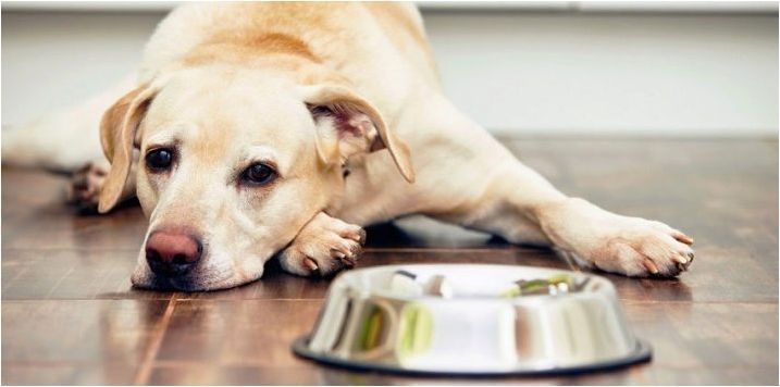Колко храна на ден трябва да дадете кучета?