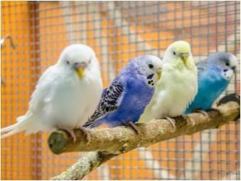 Колко вълнообразни папагали живеят?