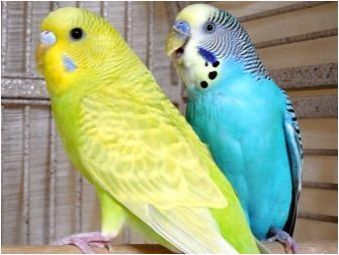 Колко вълнообразни папагали живеят?