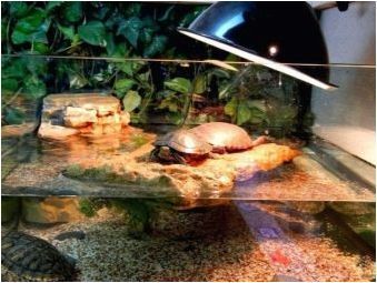 Колко време червената костенурка може да живее без храна и защо тя не яде?