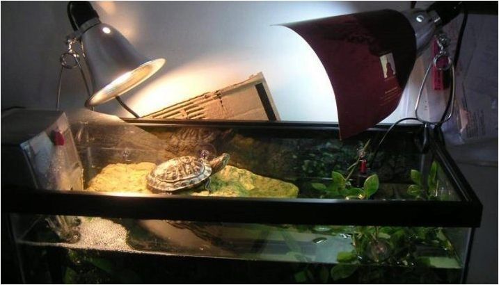 Колко време червената костенурка може да живее без храна и защо тя не яде?