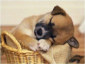 Колко време е кучето да спи на ден и какво влияе?
