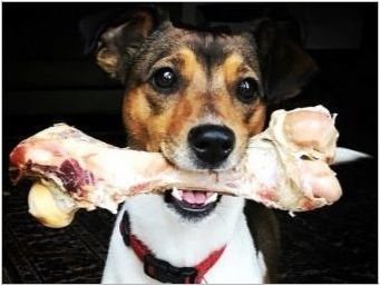 Кости за кучета: Какво мога да дам и какво не можете да се хранят?