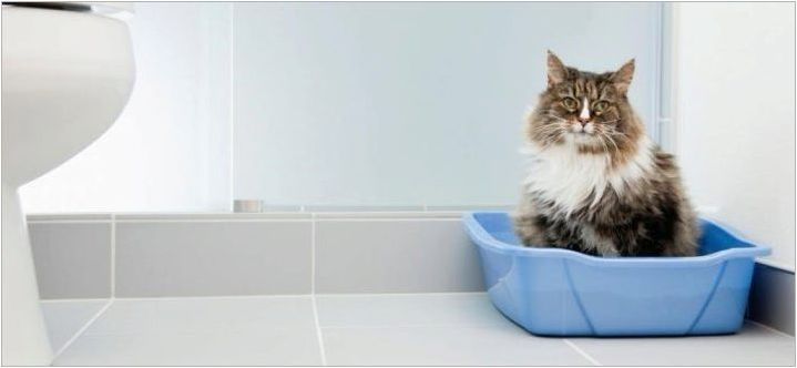 Котешки тоалетни пълнители Cat & # 39 + s най-добре