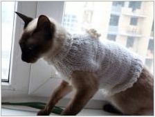 Котки дрехи: какво се случва и как да научи котката й?