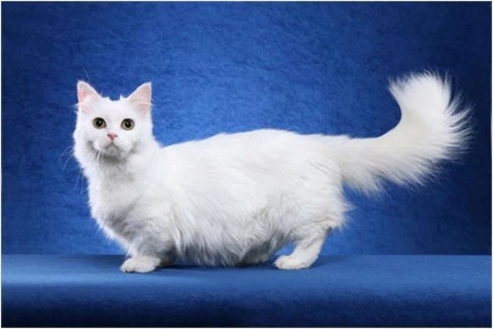 Котки на порода Наполеон: описание и особености