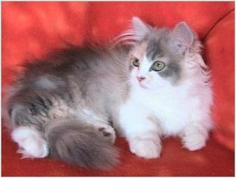 Котки на порода Наполеон: описание и особености