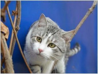 Котки на породата Арабски Мау: описание и характеристики на грижата