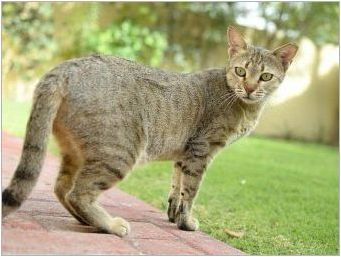 Котки на породата Арабски Мау: описание и характеристики на грижата