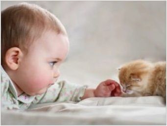 Котки за деца: Общ преглед на най-добрите породи
