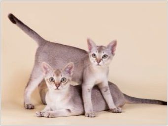 Котките Цвят Табби: Характеристики на вълна и списък на породите