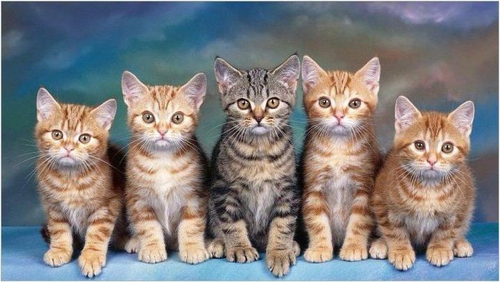 Котките Цвят Табби: Характеристики на вълна и списък на породите