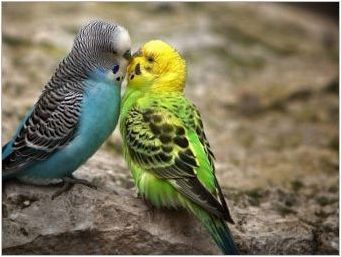 Красиви и оригинални имена за вълнообразни папагали момчета