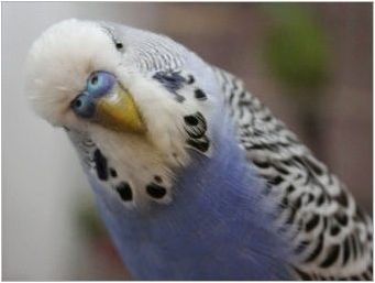 Красиви и оригинални имена за вълнообразни папагали момчета