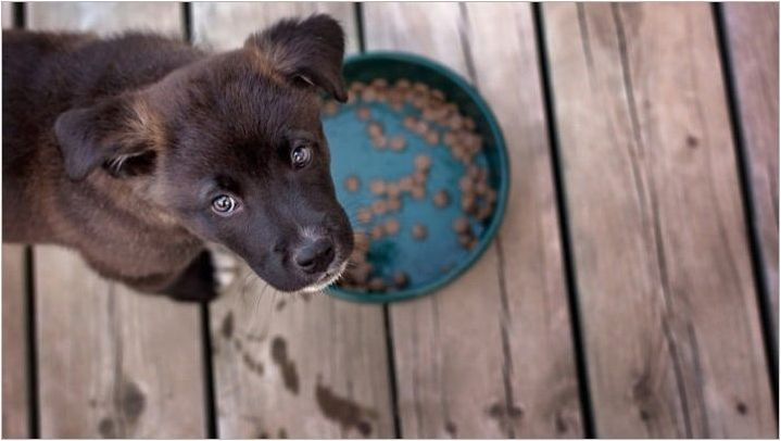 Кученца се хранят: видове, производители и правила за избор