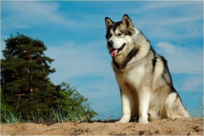 Кучета като вълци: порода Описание