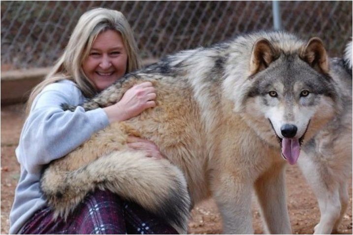 Кучета като вълци: порода Описание