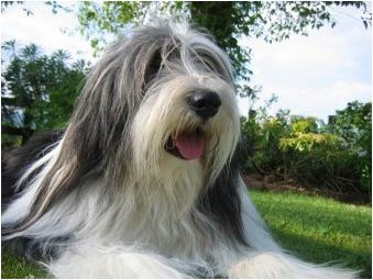 Кучета с брада: видове и техните характеристики, избор и грижа