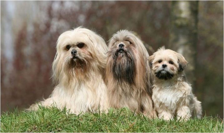 Кучета с брада: видове и техните характеристики, избор и грижа