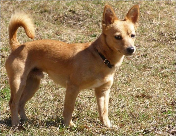 Кучета с къси лапи: описание на породите и нюансите на грижа