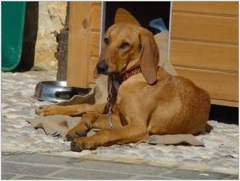 Кучетата на кучета: сортове породи, характеристики на тяхното съдържание