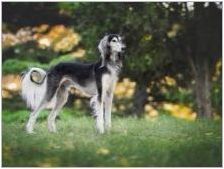 Кучетата на кучета: сортове породи, характеристики на тяхното съдържание