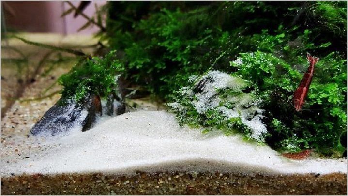 Кварцов пясък за аквариум: разновидности, избор и правила за употреба