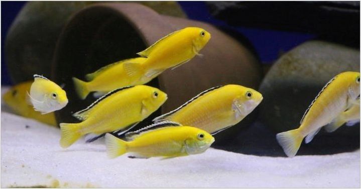 Лабидохромис Здравейте: Характеристики, съдържание и съвместимост с други риби