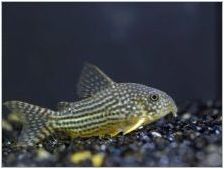 Лабидохромис Здравейте: Характеристики, съдържание и съвместимост с други риби
