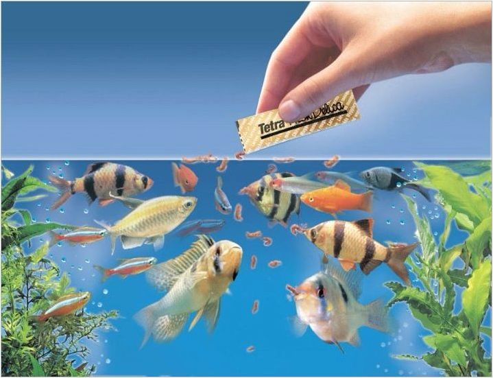 Лабиринтска риба: Какво се случва и как да се грижим за тях?